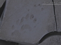 Badger Tracks