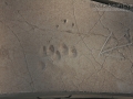 Badger Tracks