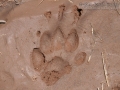 Badger Tracks