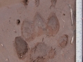 Badger Tracks