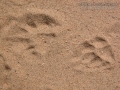 Badger Tracks