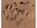 Badger Tracks