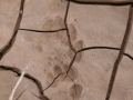 Badger Tracks