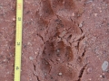 Badger Tracks