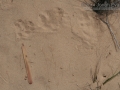 Badger Tracks