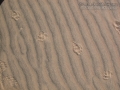 Badger Tracks
