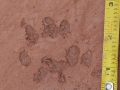 Badger Tracks