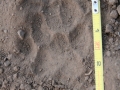 Badger Tracks