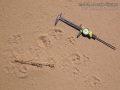Badger Tracks