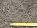 Badger Tracks