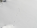 Ermine Tracks