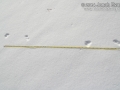 Ermine Tracks