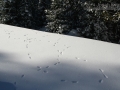 Ermine Tracks