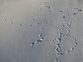 Ermine Tracks