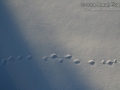 Ermine Tracks