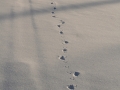 Ermine Tracks