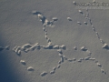 Ermine Tracks
