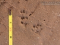 Long-tailed Weasel Tracks