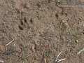 Long-tailed Weasel Tracks