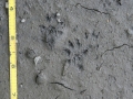 Long-tailed Weasel Tracks