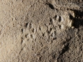 Long-tailed Weasel Tracks