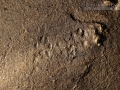 Long-tailed Weasel Tracks