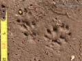 Long-tailed Weasel Tracks