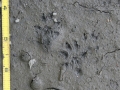 Long-tailed Weasel Tracks
