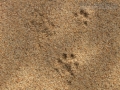 Long-tailed Weasel Tracks