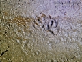 Long-tailed Weasel Tracks