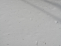 Long-tailed Weasel Tracks