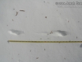 Long-tailed Weasel Tracks