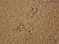 Long-tailed Weasel Tracks