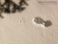 Marten Tracks