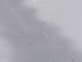 Marten Tracks