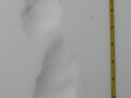 Marten Tracks
