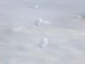 Marten Tracks