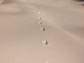 Marten Tracks