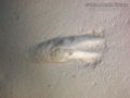 Marten Tracks