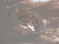 Marten Tracks