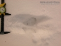 Marten Tracks