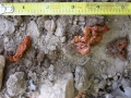 Mink Scat