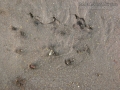 Mink Tracks
