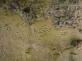 Mink Tracks