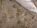 Mink Tracks