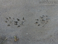 Mink Tracks