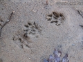 Mink Tracks