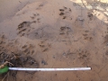 Mink Tracks