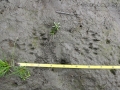Mink Tracks