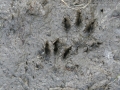 Mink Tracks